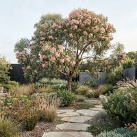 Pink Flowering Yellow Gum - Eucalyptus leucoxylon ‘Rosea’