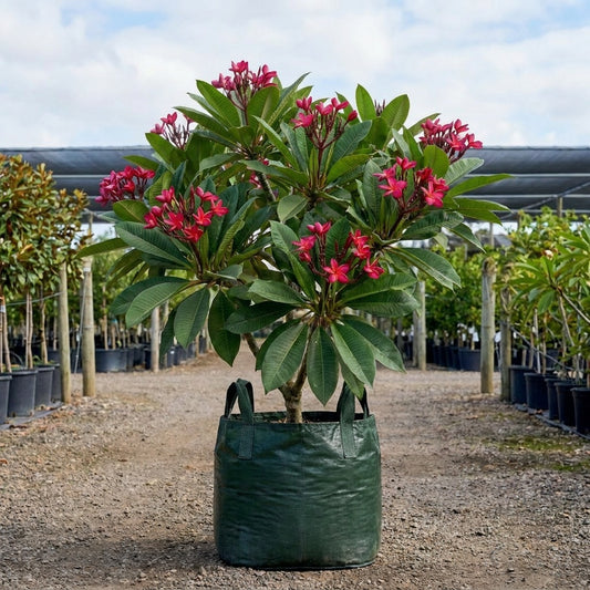 Pink Frangipani - Plumeria obtusa 'Petite Pink'