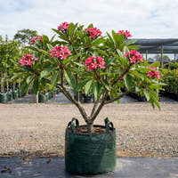 Pink Frangipani - Plumeria rubra