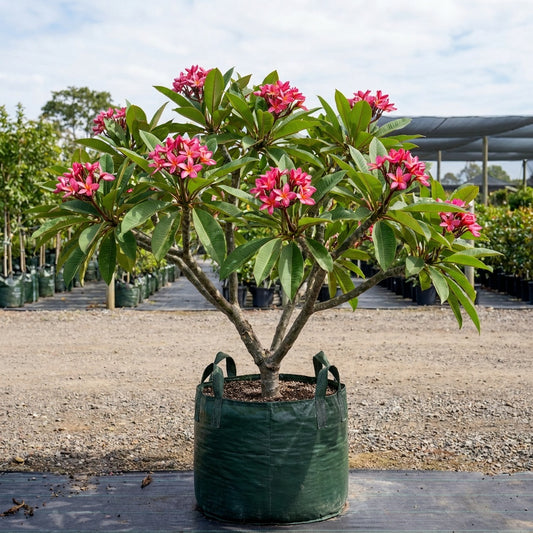 Pink Frangipani - Plumeria rubra