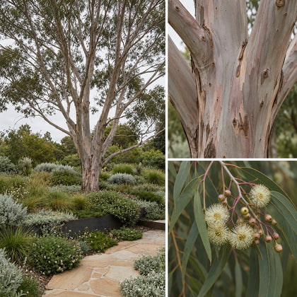 Pink Gum - Eucalyptus fasciculosa