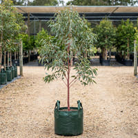 Pink Gum - Eucalyptus fasciculosa