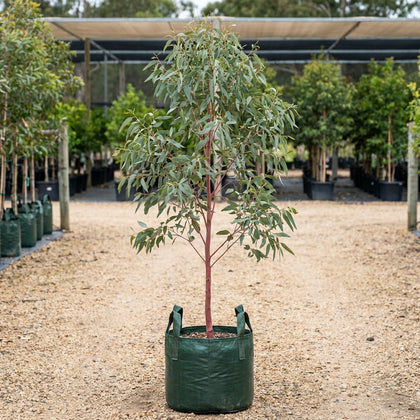 Pink Gum - Eucalyptus fasciculosa