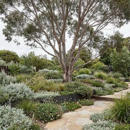 Pink Gum - Eucalyptus fasciculosa