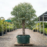 Pink Gum - Eucalyptus fasciculosa