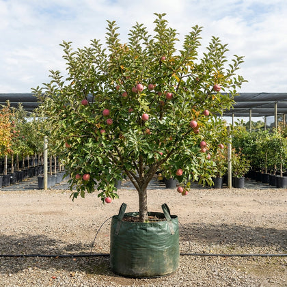 Pink Lady Apple - Malus domestica 'Pink Lady'
