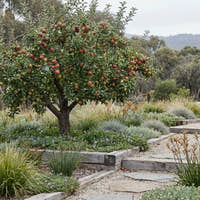 Pink Lady Apple - Malus domestica ‘Pink Lady’
