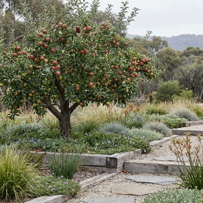 Pink Lady Apple - Malus domestica 'Pink Lady'