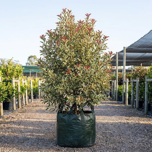 Pink Marble Photinia - Photinia 'Pink Marble'