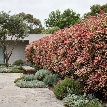 Pink Marble Photinia - Photinia 'Pink Marble'