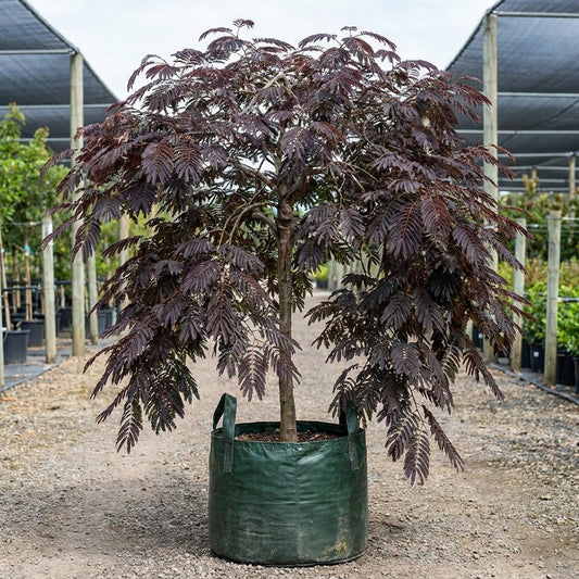 Pink Silk Tree - Albizia julibrissin