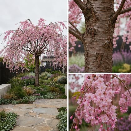 Pink Snow Showers Cherry - Prunus ‘Pink Snow Showers’