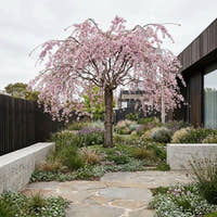 Pink Snow Showers Cherry - Prunus ‘Pink Snow Showers’