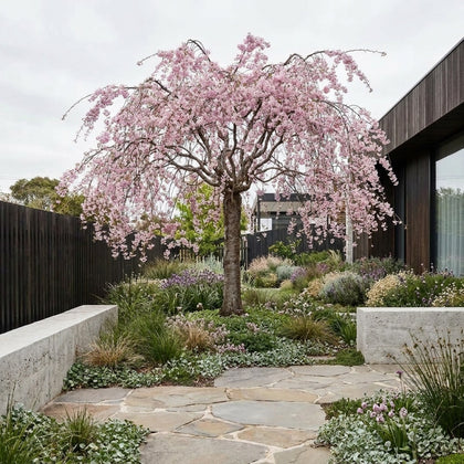 Pink Snow Showers Cherry - Prunus ‘Pink Snow Showers’