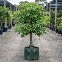 Pink Trumpet Tree - Tabebuia palmerii