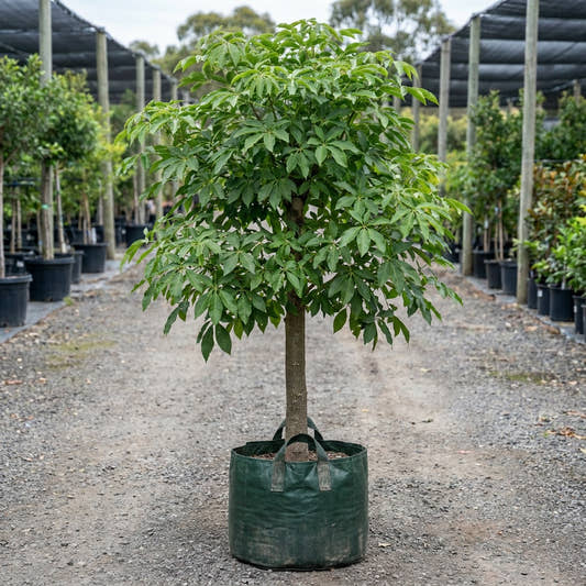 Pink Trumpet Tree - Tabebuia palmerii