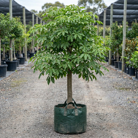 Pink Trumpet Tree - Tabebuia palmerii