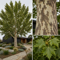 Plane Tree - Platanus orientalis insularis ‘Autumn Glory’