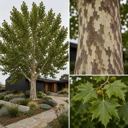 Plane Tree - Platanus orientalis insularis ‘Autumn Glory’