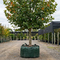 Plane Tree - Platanus orientalis insularis ‘Autumn Glory’