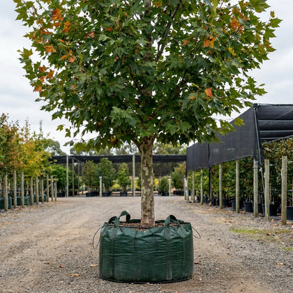 Plane Tree - Platanus orientalis insularis ‘Autumn Glory’