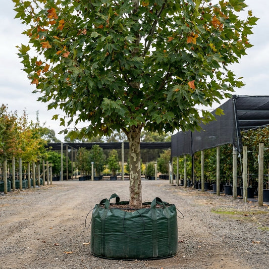 Plane Tree - Platanus orientalis insularis ‘Autumn Glory’