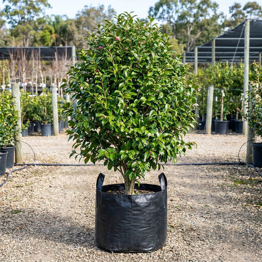 Plantation Pink Camellia - Camellia sasanqua 'Plantation Pink'
