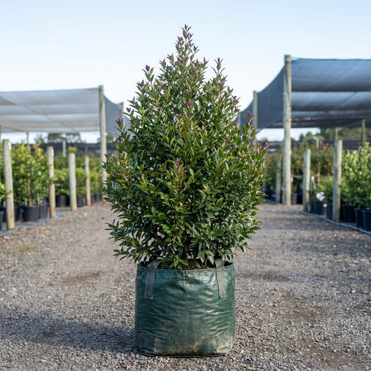 Plum Magic Lilly Pilly - Syzygium australe 'Plum Magic'