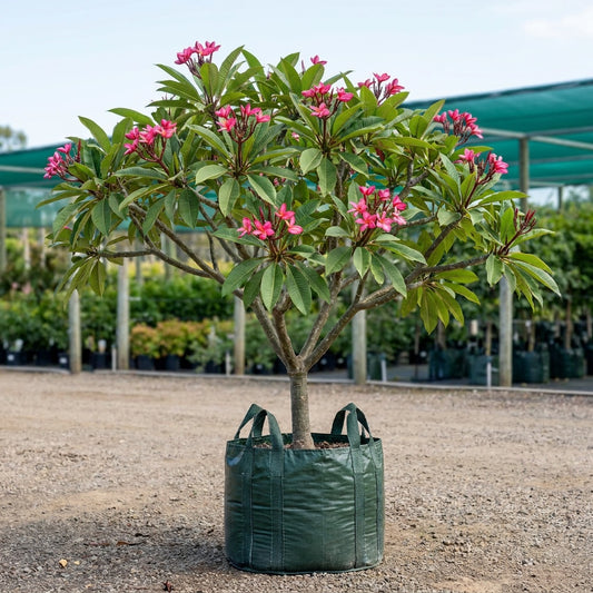 Plumeria rubra ‘Apricot’ - Plumeria rubra ‘Apricot’