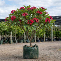 Plumeria rubra ‘Blood Red’