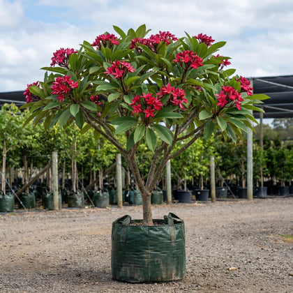 Plumeria rubra ‘Blood Red’ - Plumeria rubra ‘Blood Red’