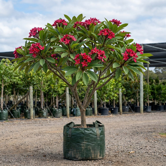 Plumeria rubra ‘Blood Red’ - Plumeria rubra ‘Blood Red’