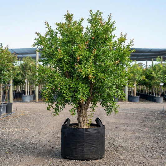Pomegranate Tree - Punica granatum