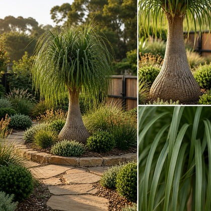 Ponytail Palm - Beaucarnea recurvata