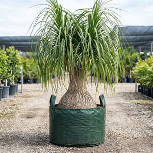 Ponytail Palm - Beaucarnea recurvata