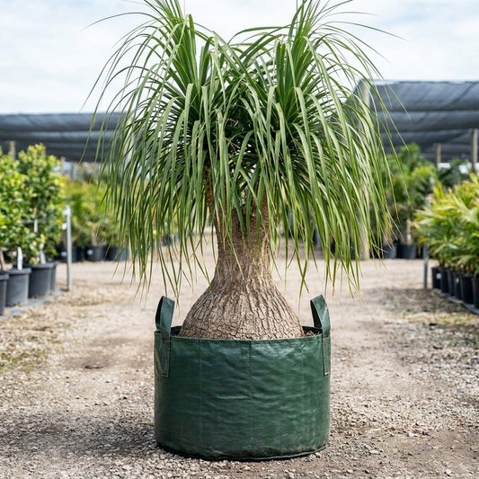 Ponytail Palm - Beaucarnea recurvata