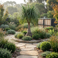 Ponytail Palm - Beaucarnea recurvata