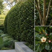 Port Wine Magnolia - Michelia figo