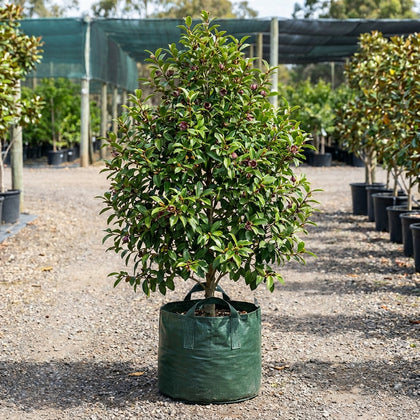 Port Wine Magnolia - Michelia figo