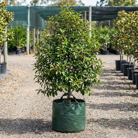 Port Wine Magnolia - Michelia figo