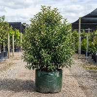 Portuguese Laurel - Prunus lusitanica