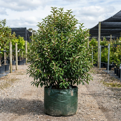 Portuguese Laurel - Prunus lusitanica