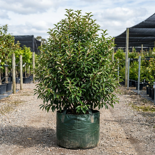 Portuguese Laurel - Prunus lusitanica