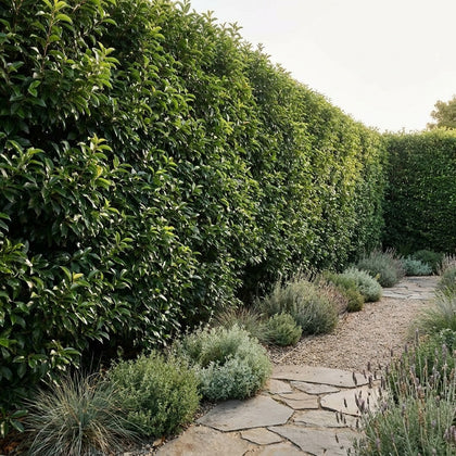 Portuguese Laurel - Prunus lusitanica
