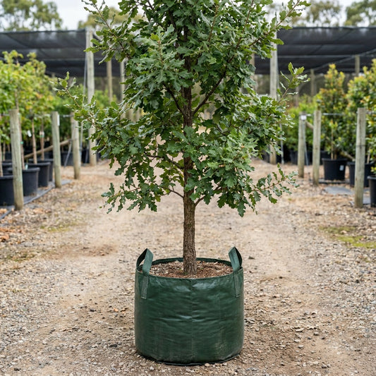 Portuguese Oak - Quercus lusitanica