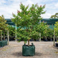 Pride of India - Lagerstroemia speciosa
