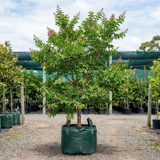 Pride of India - Lagerstroemia speciosa