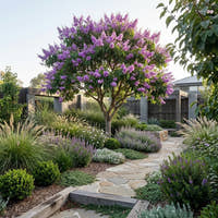 Pride of India - Lagerstroemia speciosa