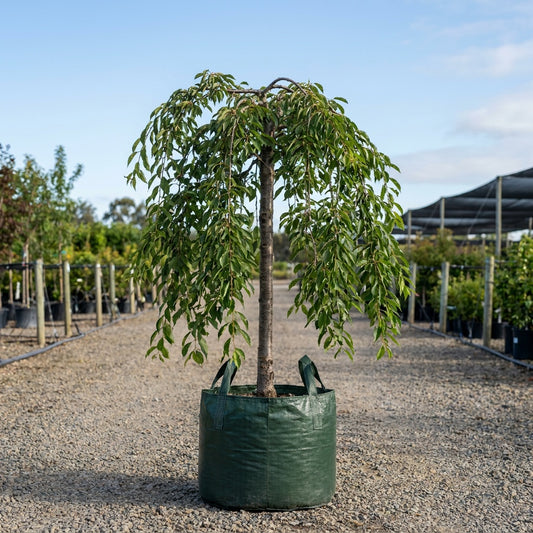 Prunus ‘Snow Fountain’ - Prunus Snofozam