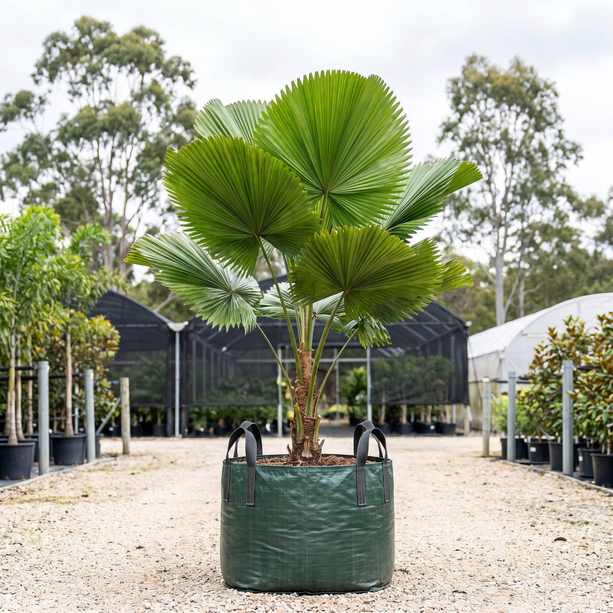 Australian Fan Palm (Multi-Stem) - Licuala ramsayi